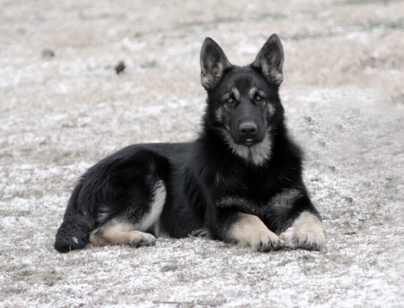 Black German Shepherd — Calm, Winter