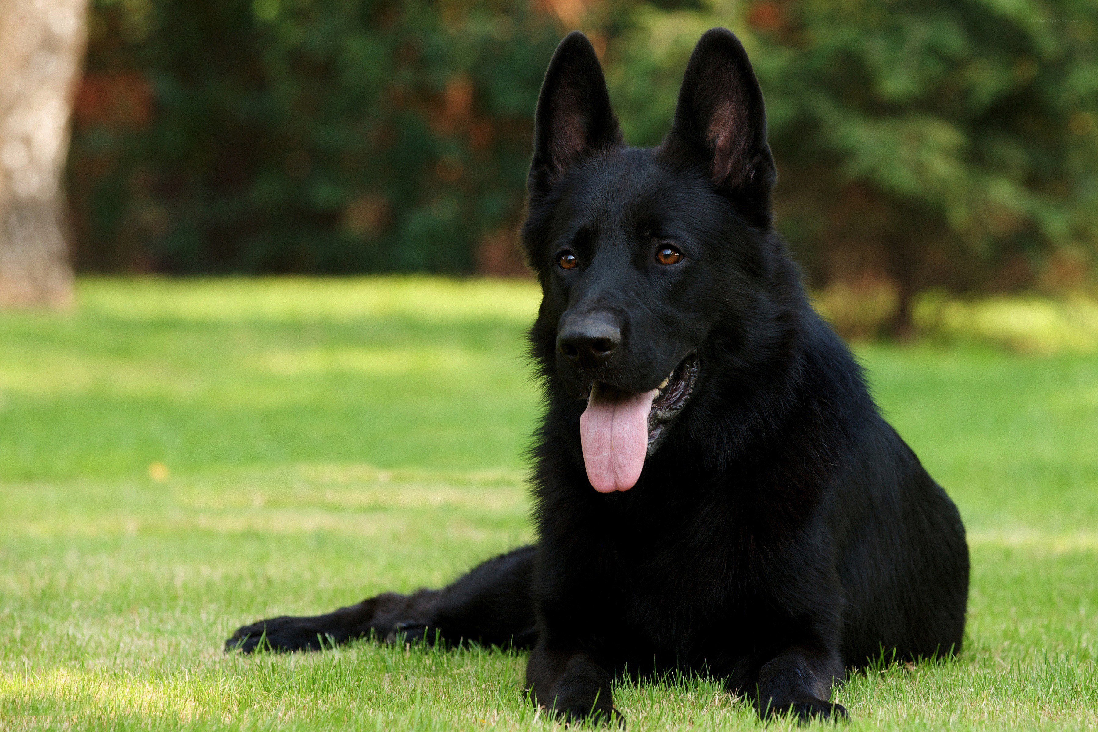 black german shepherd dog