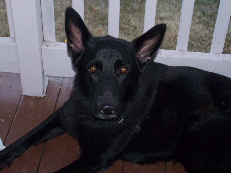 black german shepherd dog