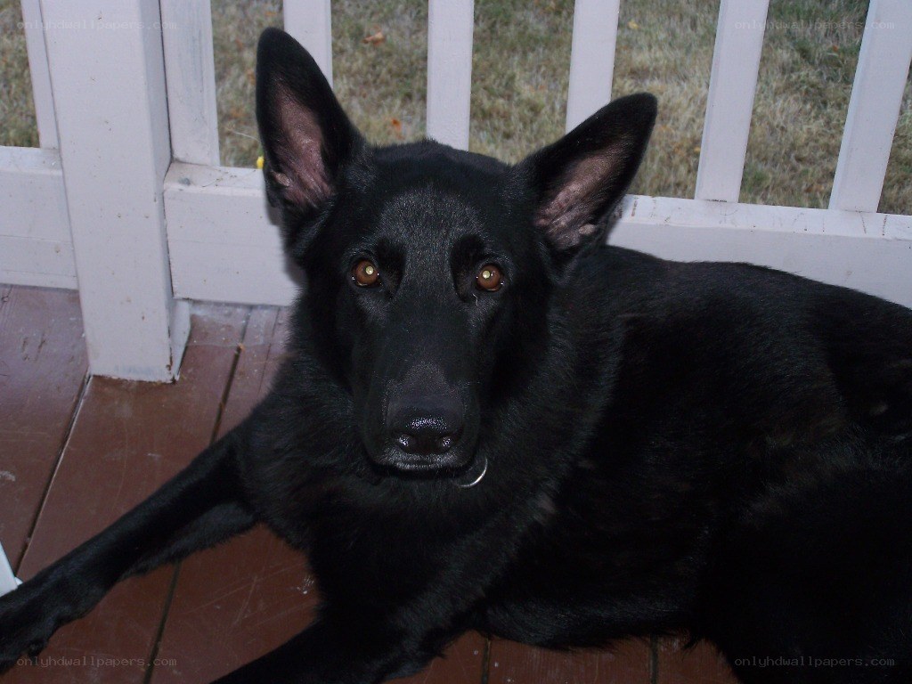 black german shepherd dog