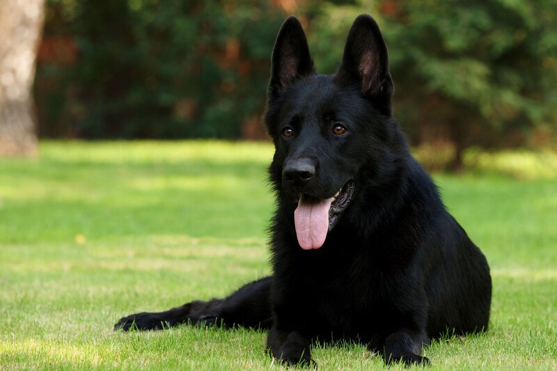 black german shepherd dog
