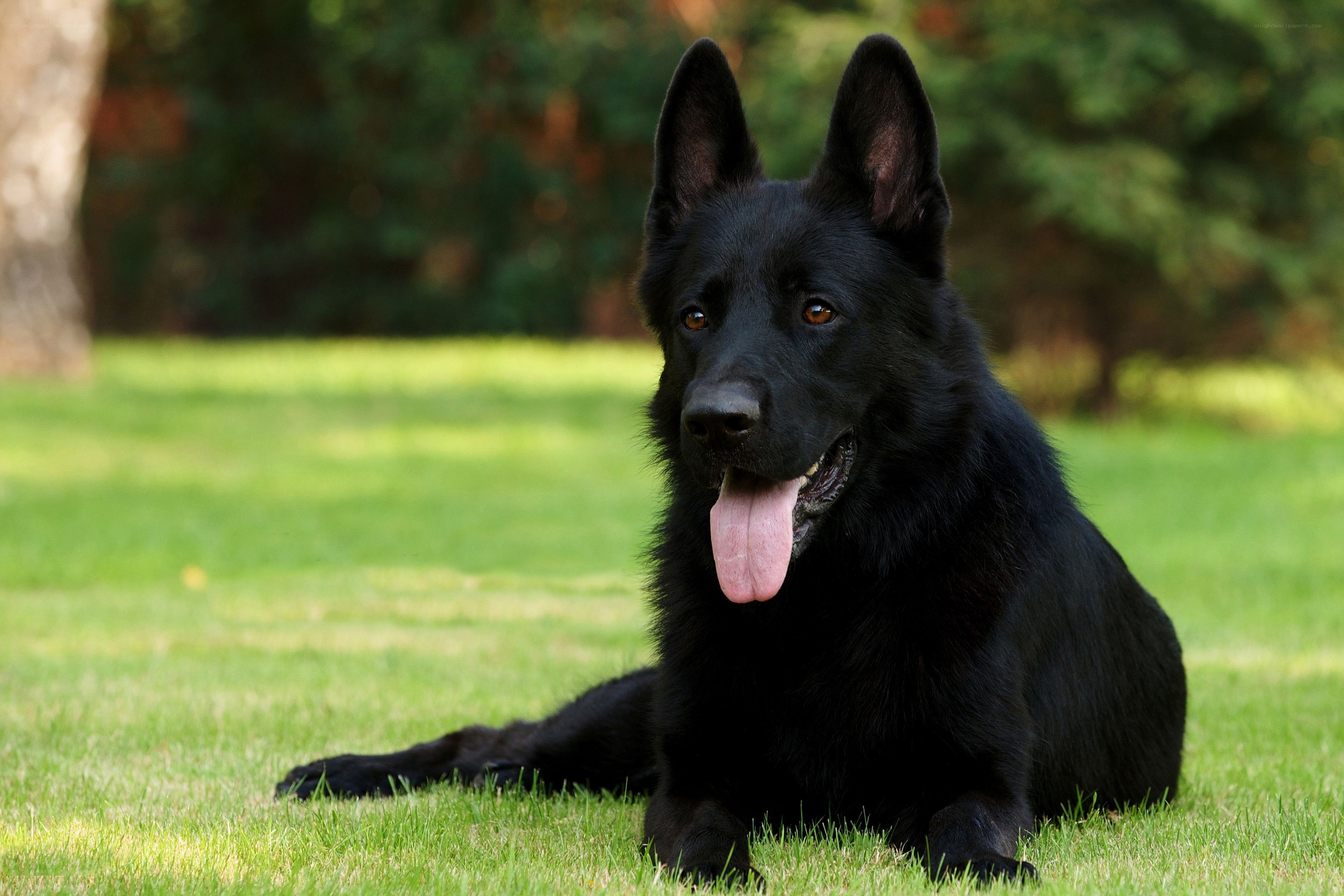 black german shepherd dog