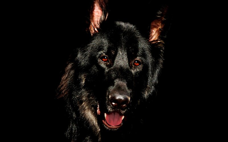 Black German Shepherd — Dramatic