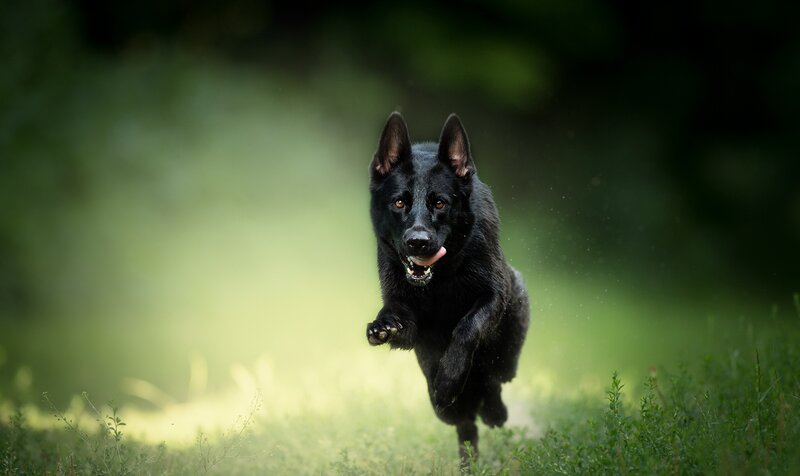 Black German Shepherd — Dynamic