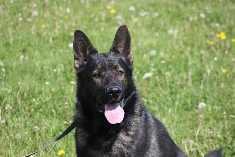 Black German Shepherd — Green, Calm, Afternoon