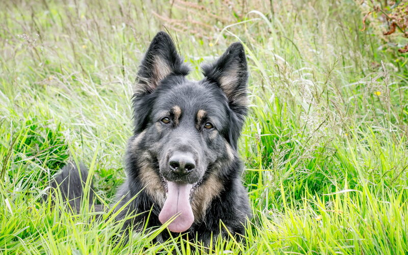 Black German Shepherd — Green, Calm