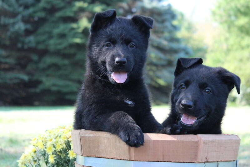 Black German Shepherd Puppies — Playful