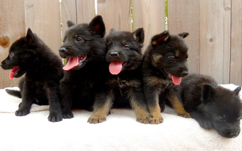 Black German Shepherd Puppies