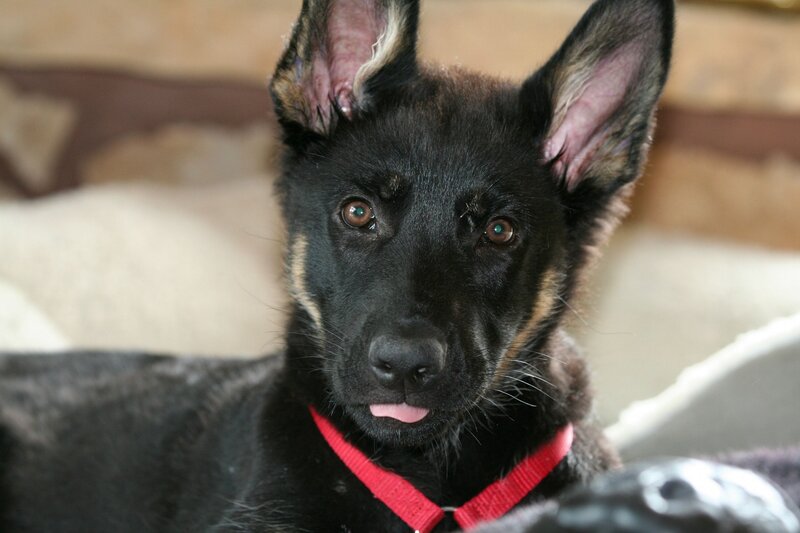 Black German Shepherd Puppy — Calm