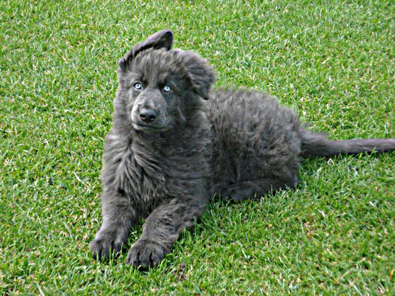 Black German Shepherd Puppy — Green