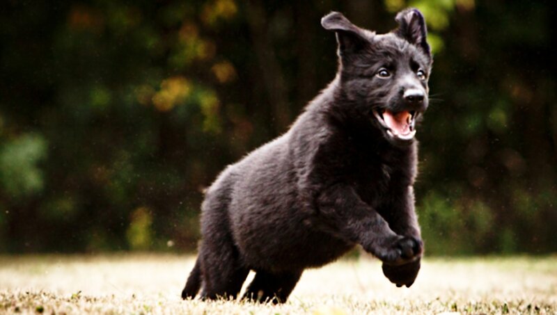 Black German Shepherd Puppy — Playful