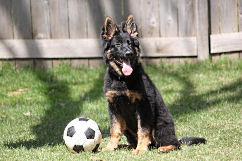 Black German Shepherd Puppy