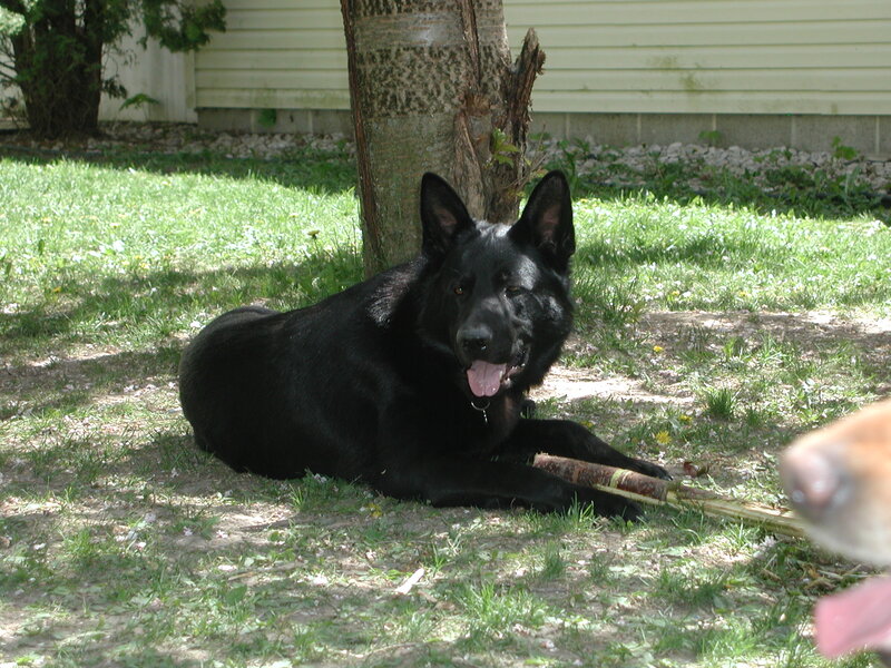 Black German Shepherd