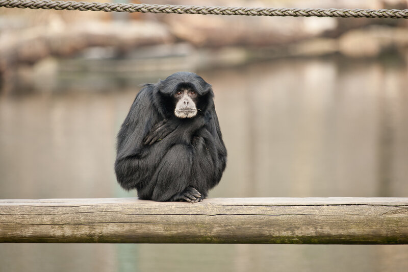 Black Gibbon Monkey