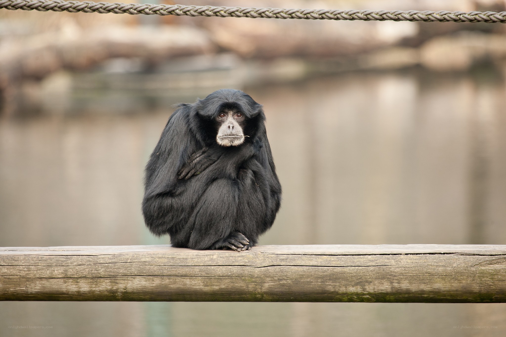 black gibbon on wooden beam