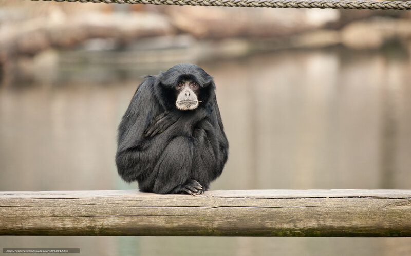 Black gibbon on wooden beam