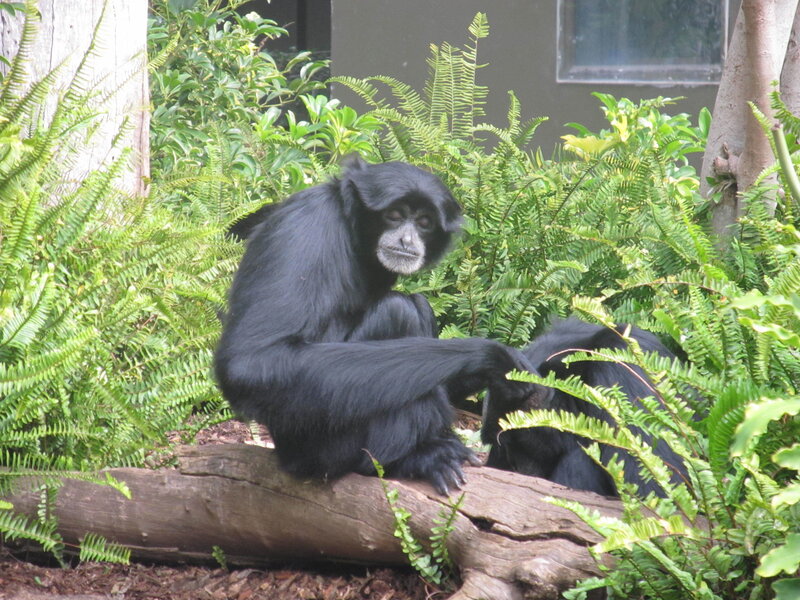 Black Gibbon Sitting