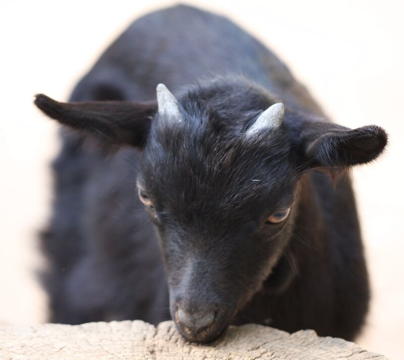 Black Goat with Horns