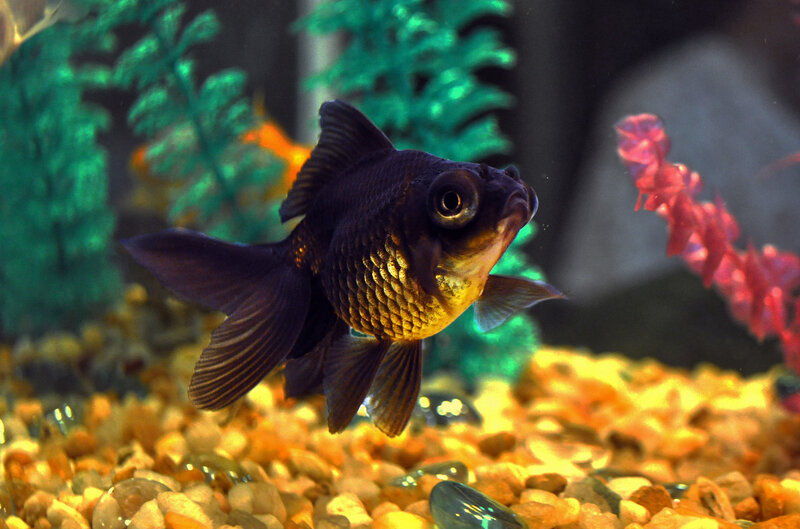 Black Goldfish in Aquarium — Calm, Photograph