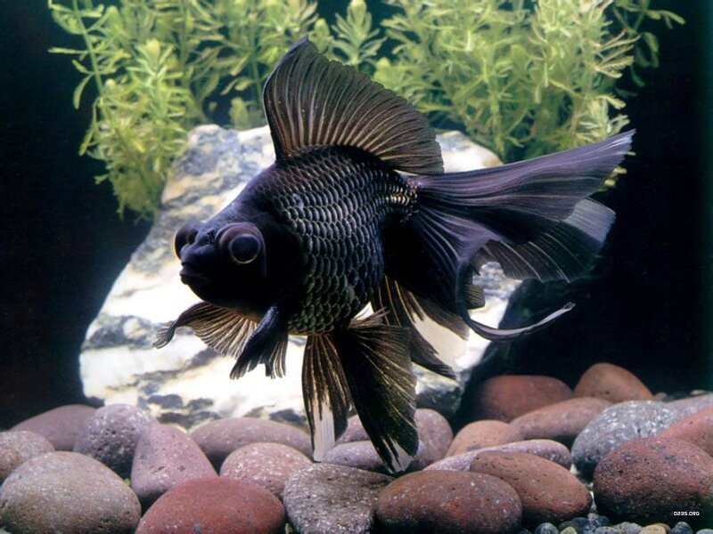 Black Goldfish in Aquarium — Calm
