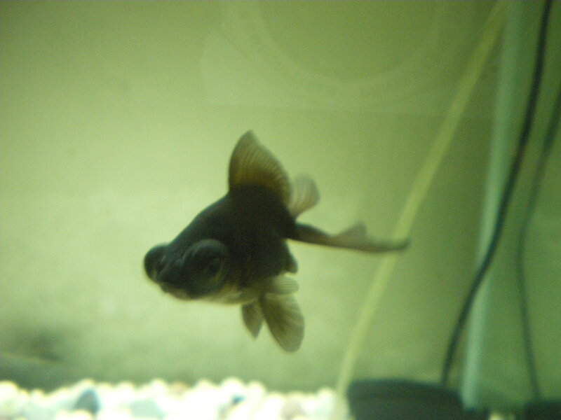 Black Goldfish in Aquarium — Green