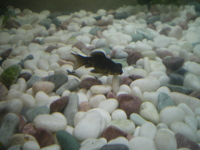 Black Goldfish in Aquarium — White