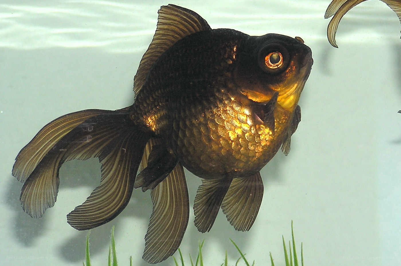 Black goldfish in aquarium