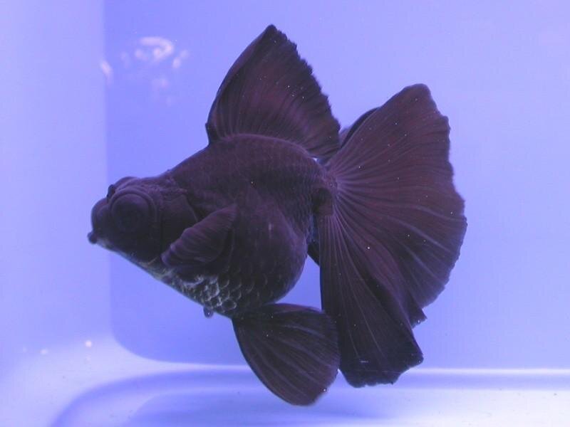 Black Goldfish in Water