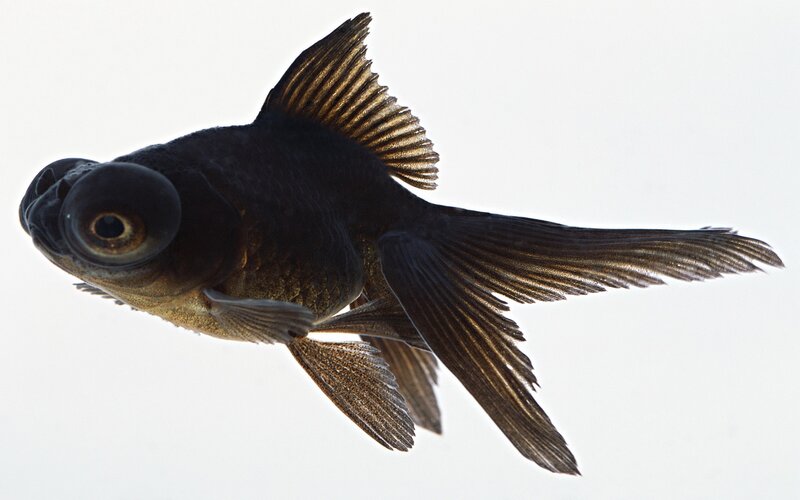 Black Goldfish