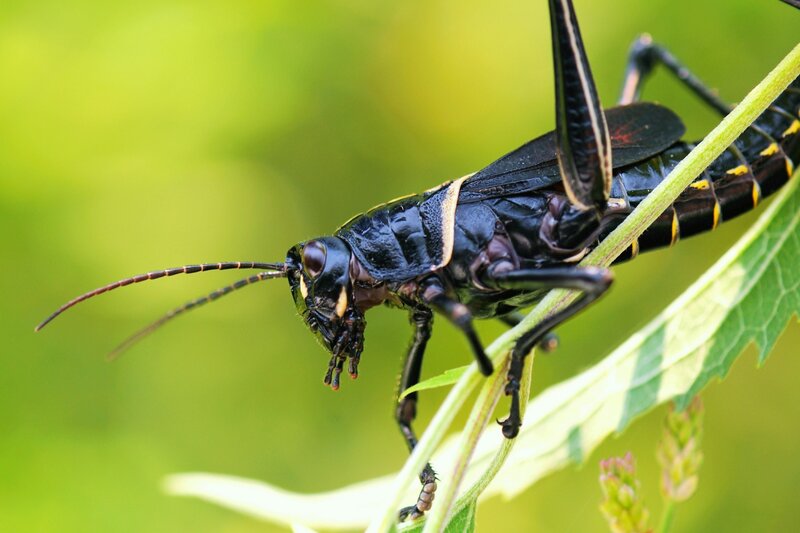 Black Grasshopper on Leaf