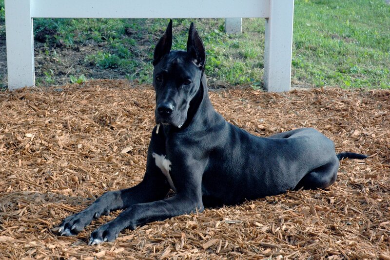black great dane dog