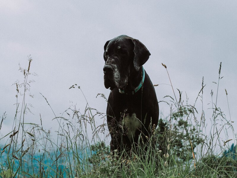 Black Great Dane Dog — Calm, Photograph