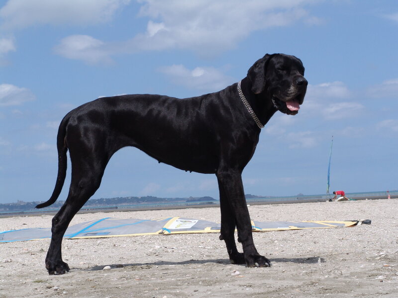 Black Great Dane Dog — Calm