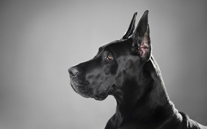 Black Great Dane Dog — Dramatic, Photograph