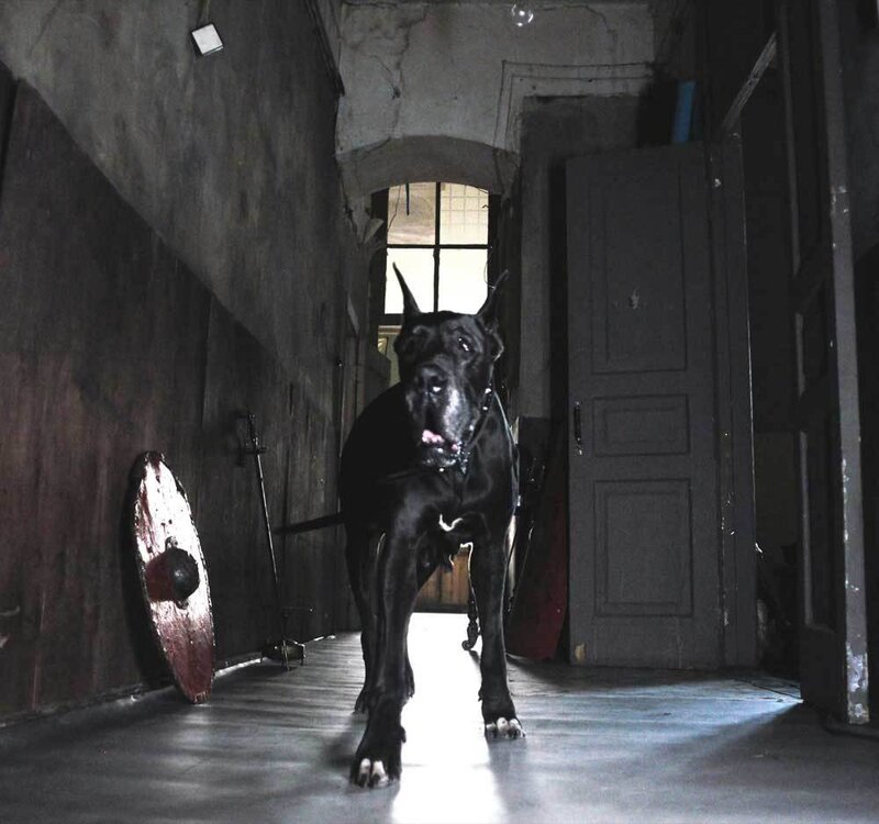 Black Great Dane Dog — Dramatic