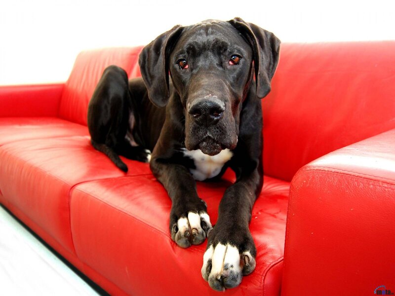Black Great Dane Dog — Red