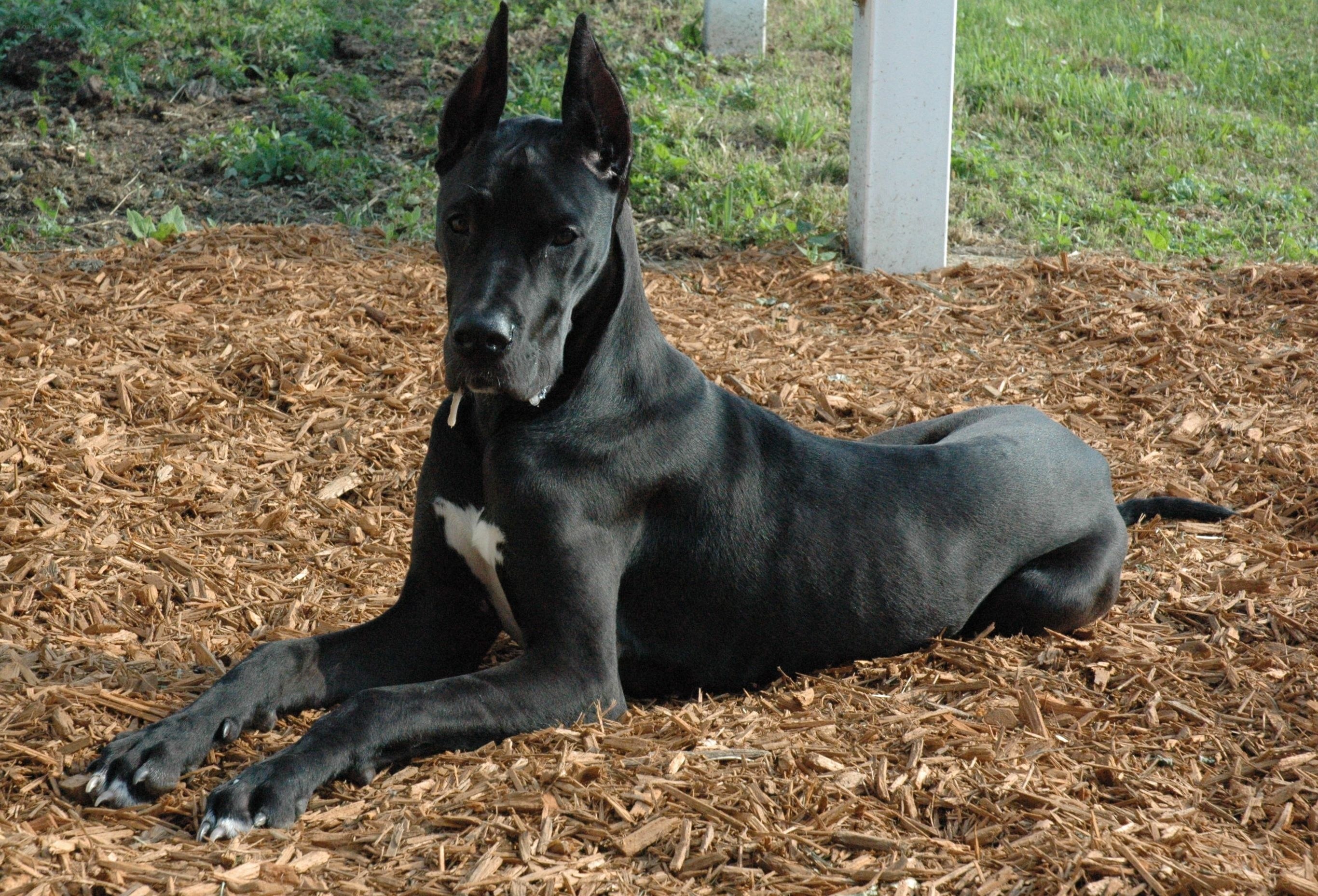 black great dane dog