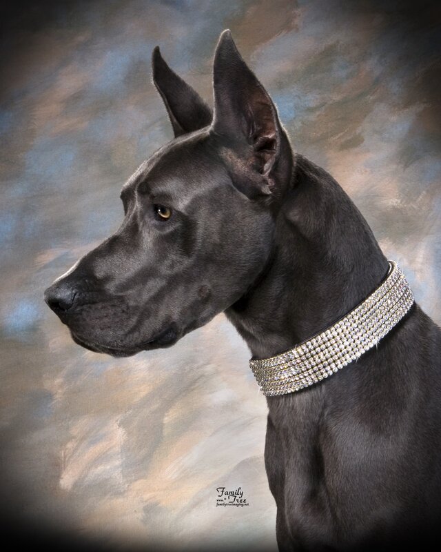 Black Great Dane portrait