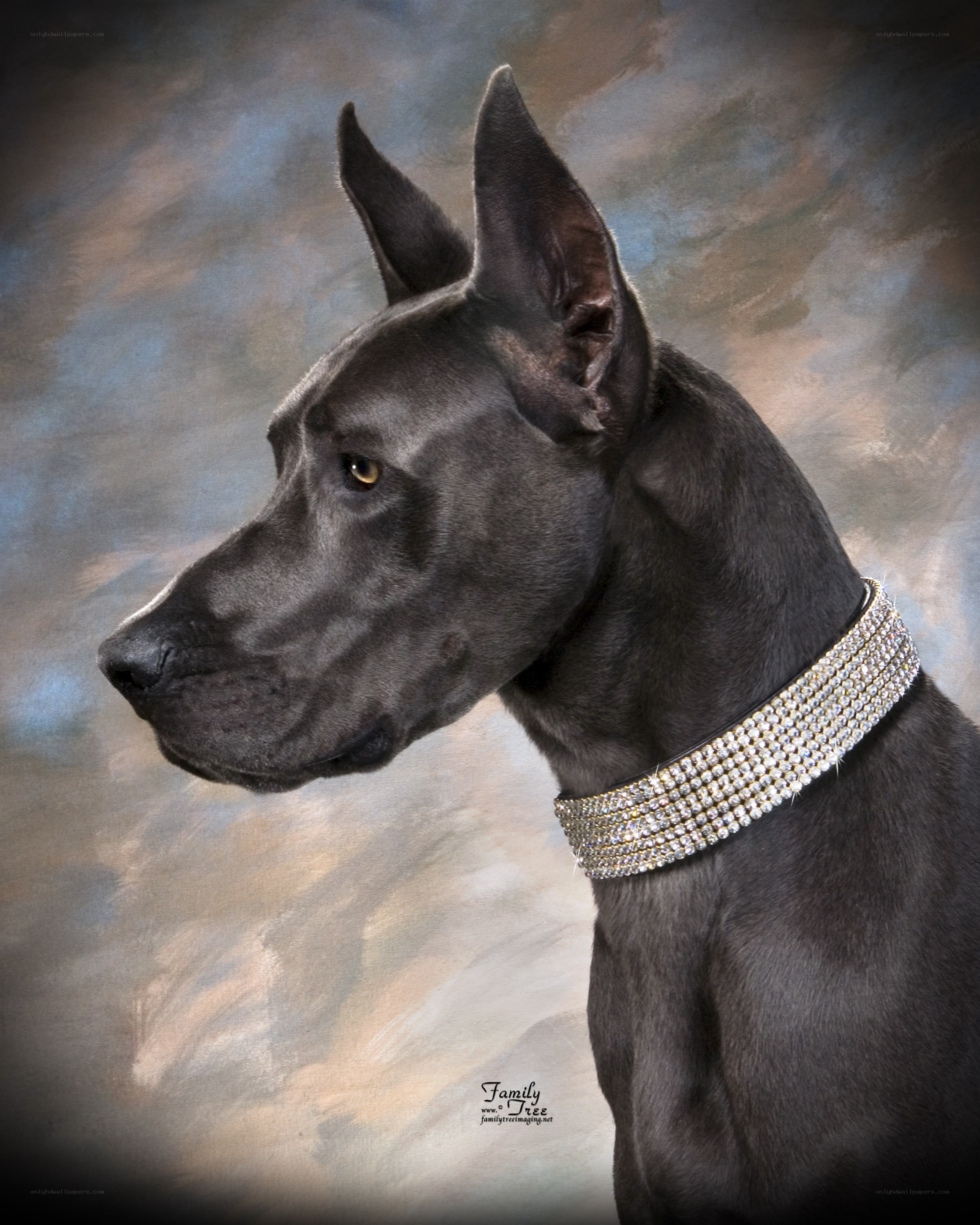 Black Great Dane portrait