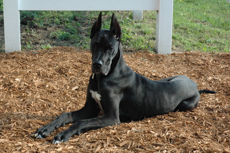 black great dane resting