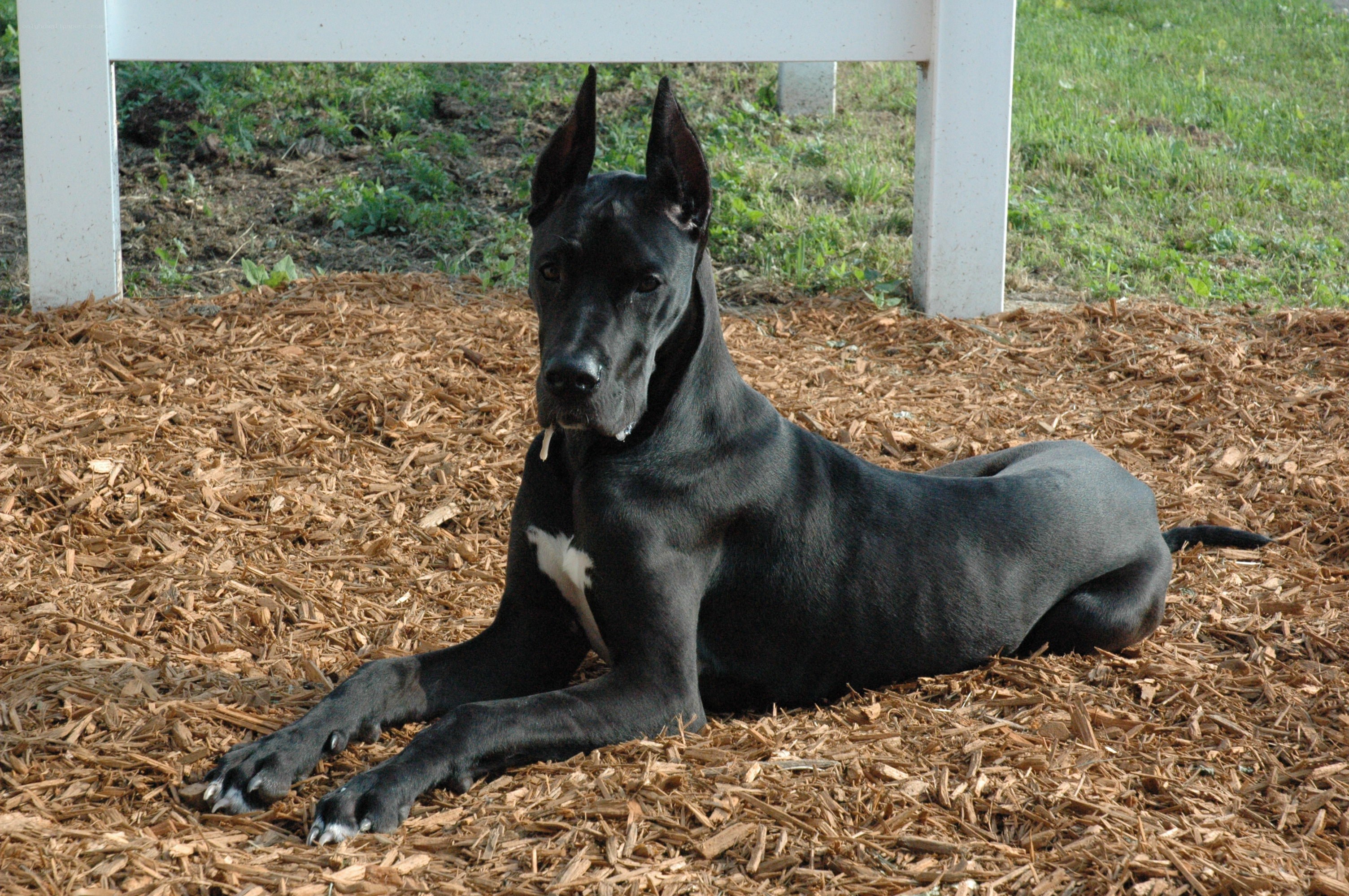 black great dane resting