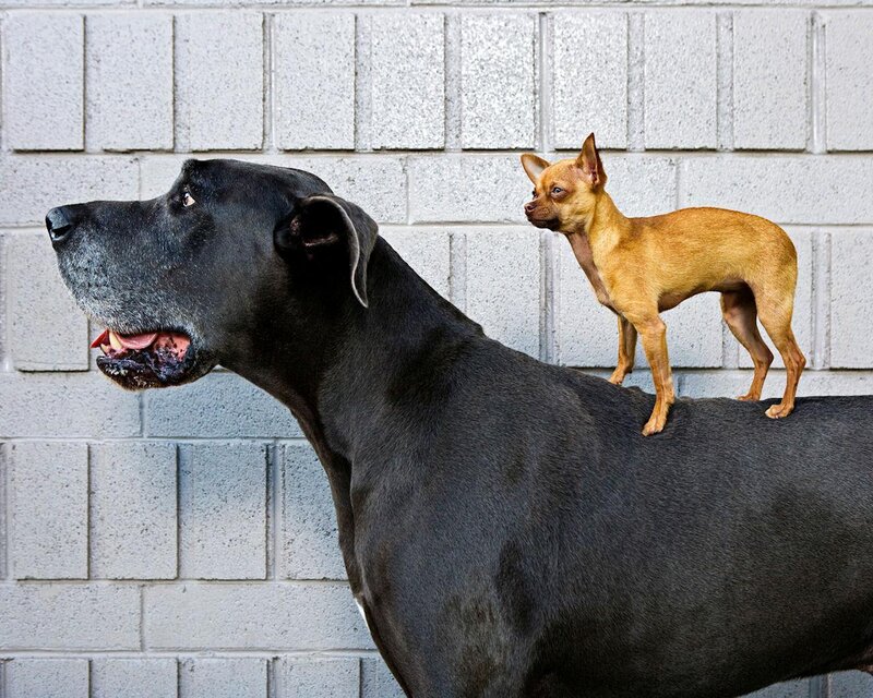 Black Great Dane with Chihuahua
