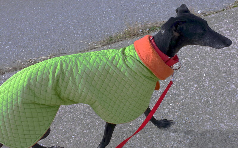 Black Greyhound Dog — Green