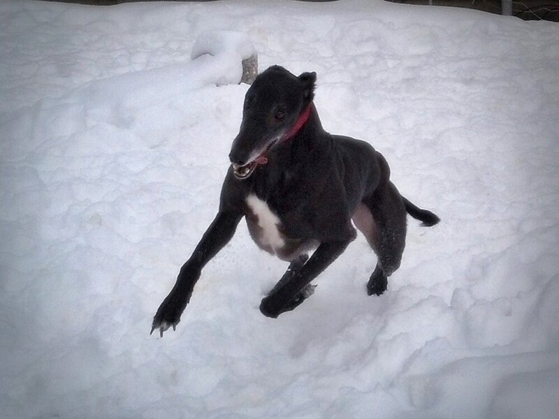Black Greyhound in Snow