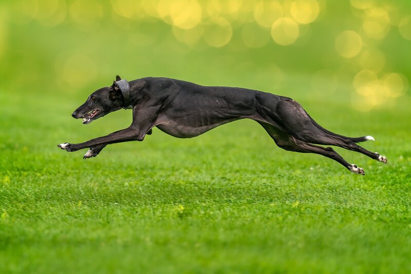 Black Greyhound Running — Green