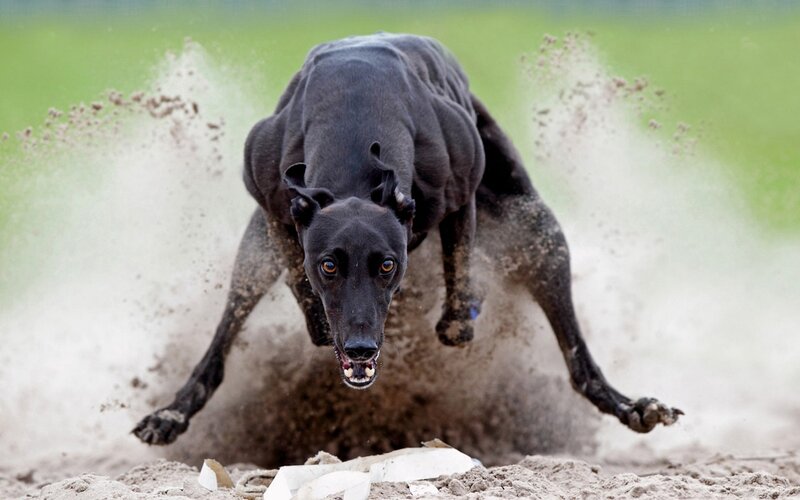 Black Greyhound Running