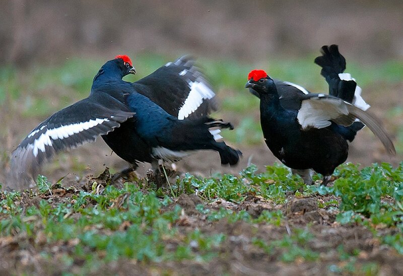 Black Grouse Birds