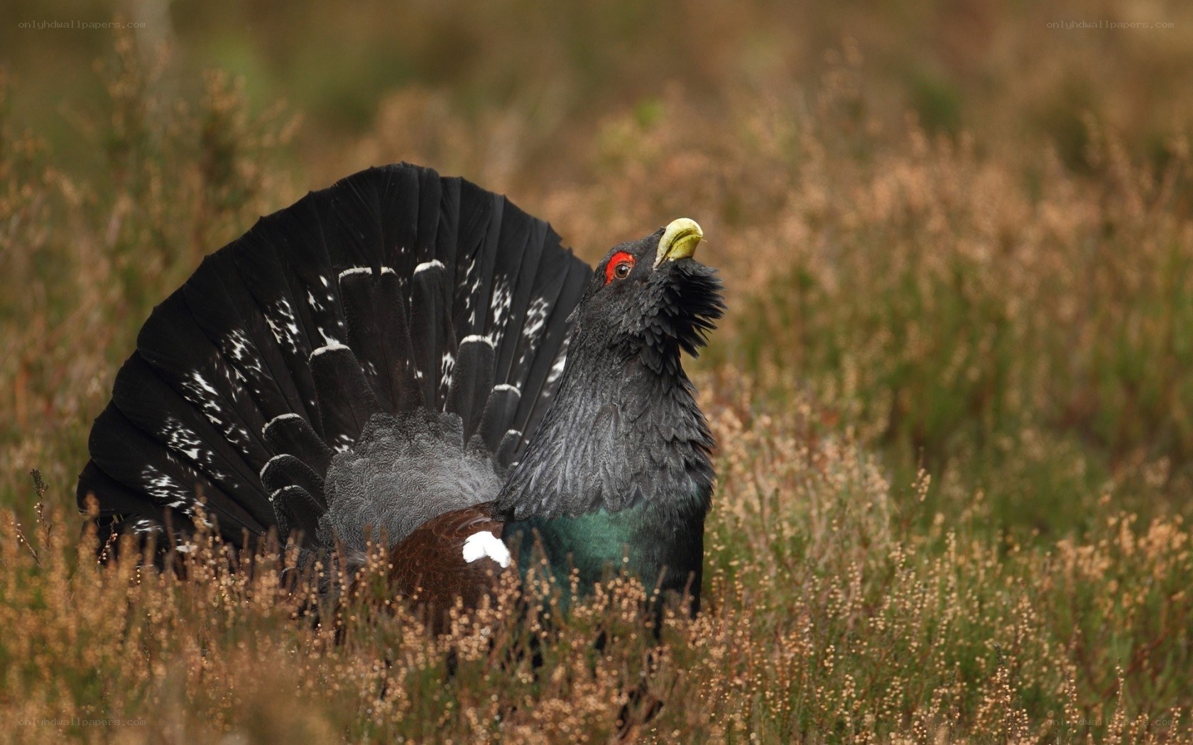 Black grouse displaying in heather