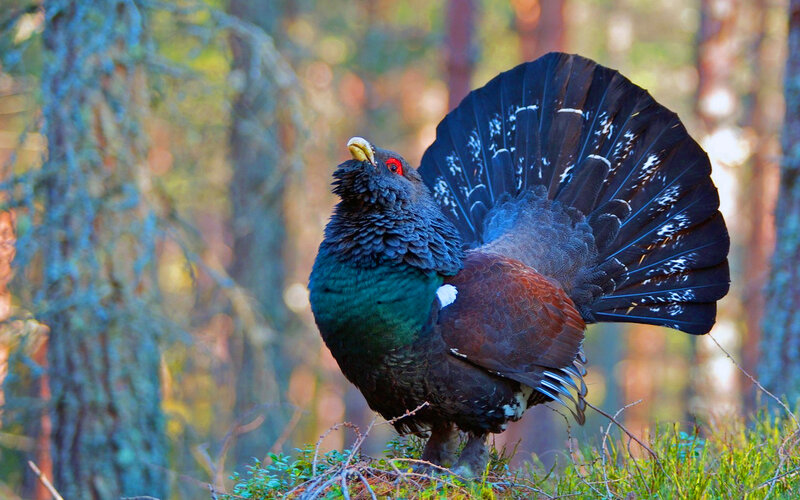 Black Grouse Displaying