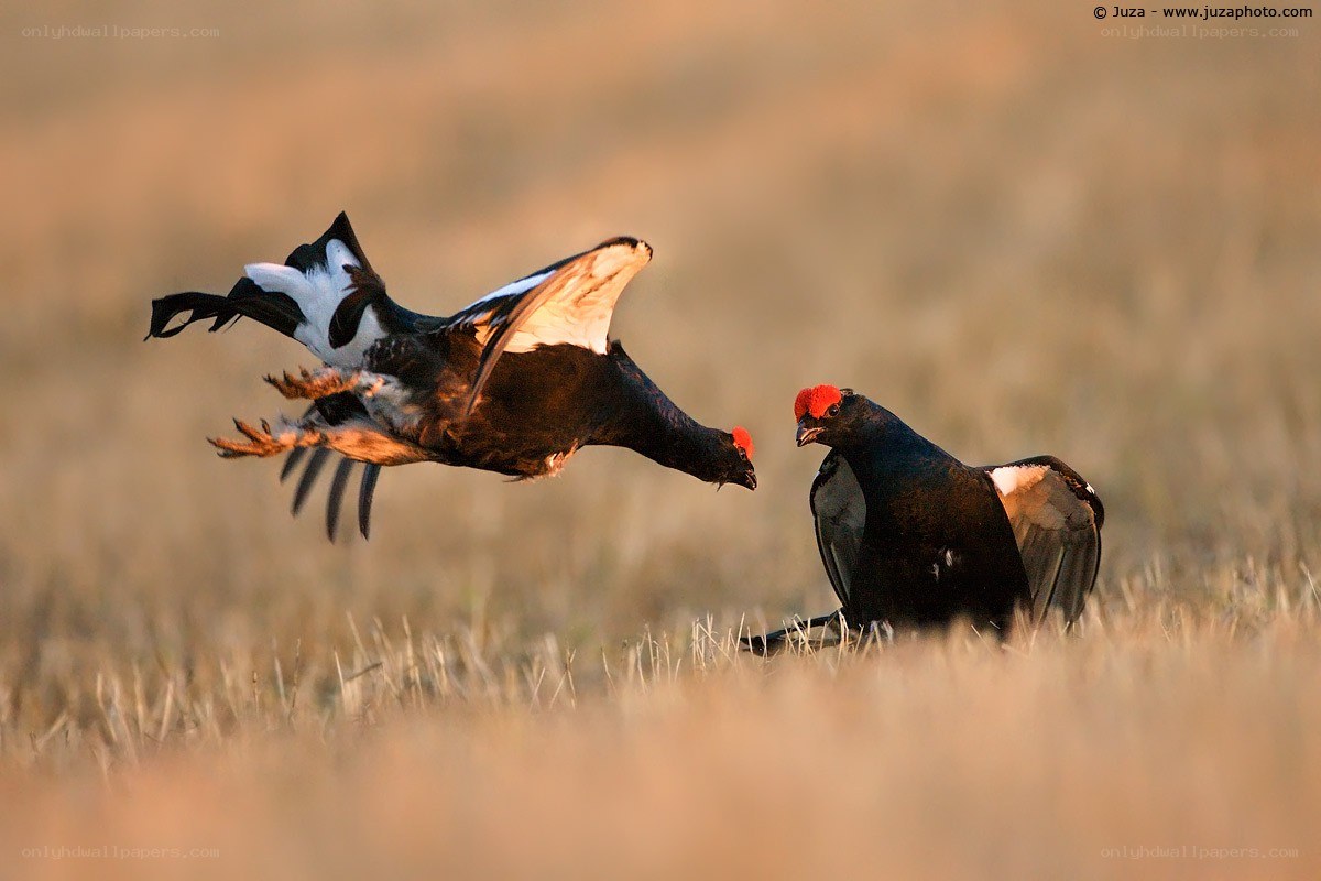 Black grouse in flight